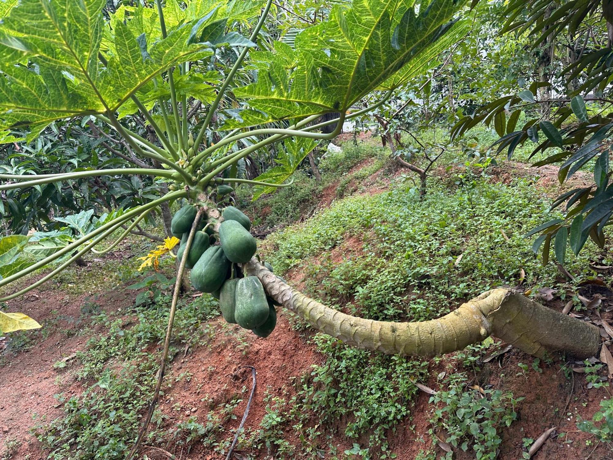 Kattil Farm Stay Varkala Thiruvananthapuram Exterior foto