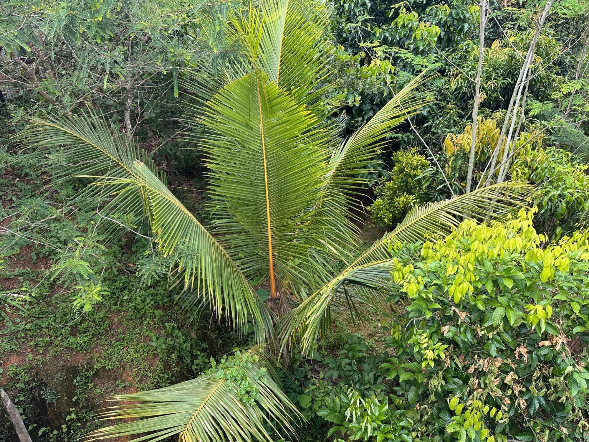 Kattil Farm Stay Varkala Thiruvananthapuram Exterior foto