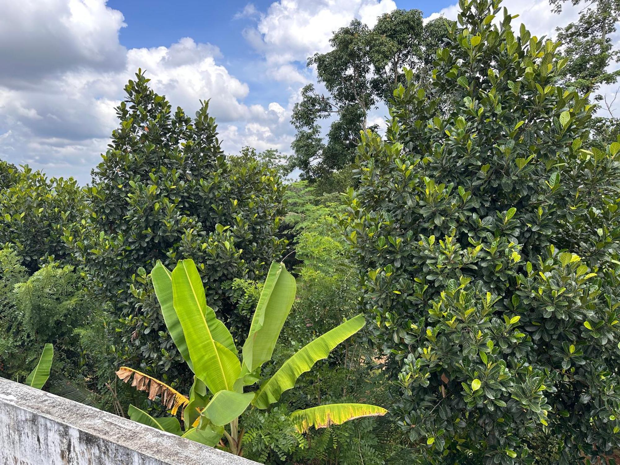 Kattil Farm Stay Varkala Thiruvananthapuram Exterior foto