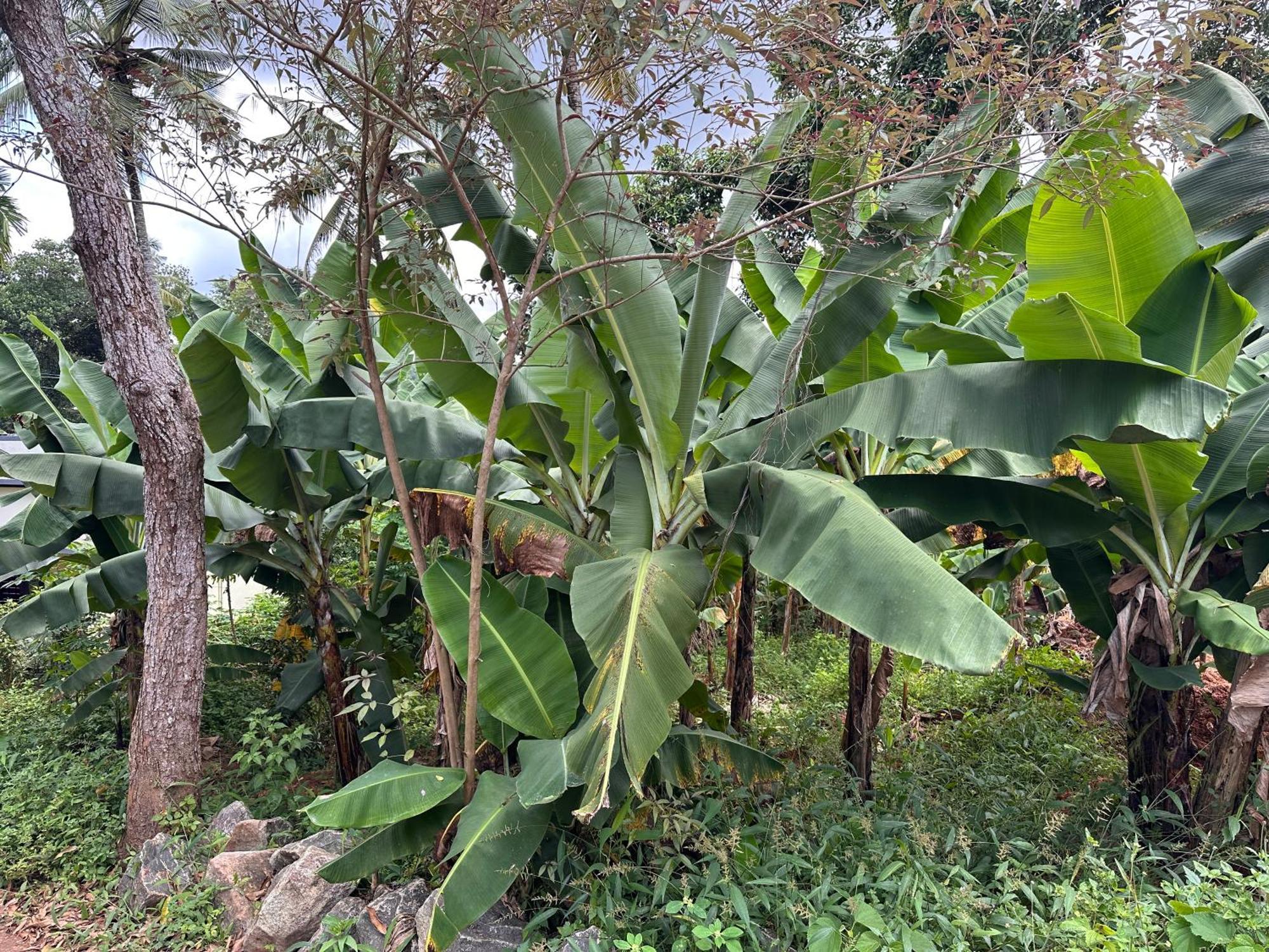 Kattil Farm Stay Varkala Thiruvananthapuram Exterior foto